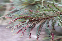 Phyllanthus singampattianus